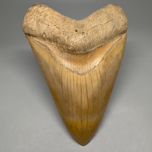Enorme raro dente megalodon - enorme/raro,
