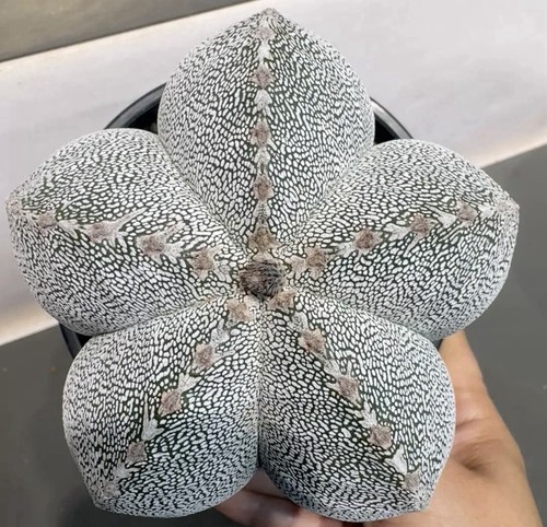 Astrophytum myriostigma