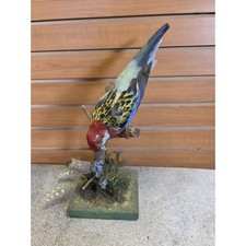 JTV276 - Pappagallo Rosella