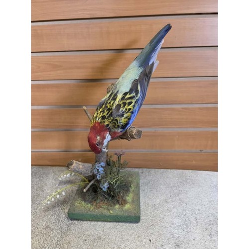 Jtv276 pappagallo rosella - -,