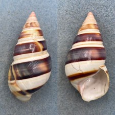 #21 Liguus fasciatus