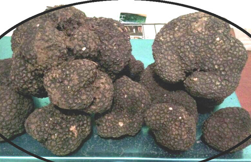 Tartufo nero estivo - tartufo,