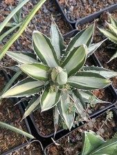 Rara pianta succulenta agave