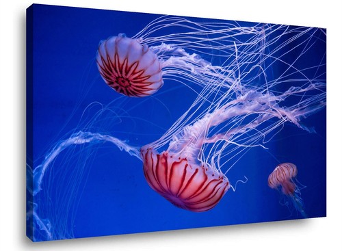 Quadro tela 80x60 meduse - su,