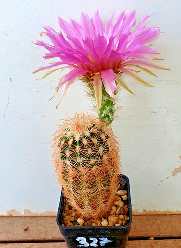 Echinocereus richenbachii ssp