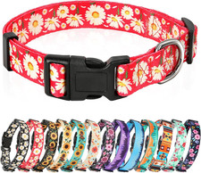 Collare Cane Modello Classici