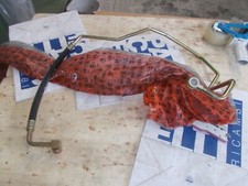 TUBO RADIATORE OLIO ALFA ROMEO 155 2500 TD ORIGINALE ALFA ROMEO 60578882