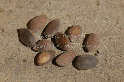 Pinus aristata semi - aristata,,