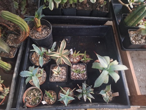 Lot agave titanota - lot,