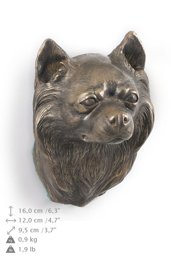 Chihuahua dai capelli lunghi - ,