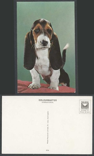Basset hound dog - hound,