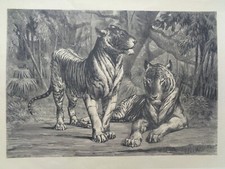 Grande Incisione Antica su