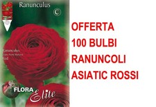 OFFERTA 100 BULBI RANUNCOLO