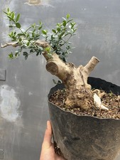 Bonsai Olivastro Yamadori