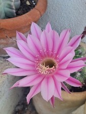 Echinopsis Hybrid Rara In Vaso