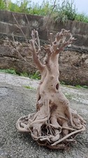 Pianta secca ficus retusa - pianta,