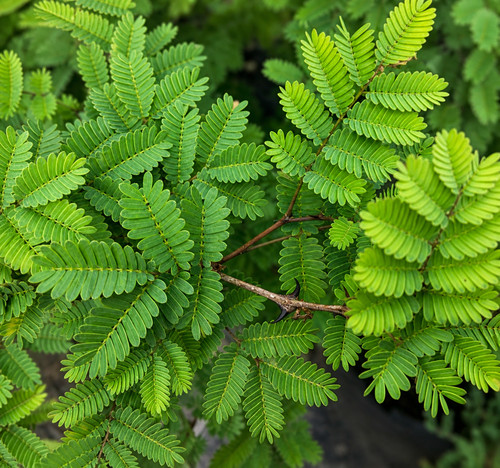 Acacia galpinii seeds - -,