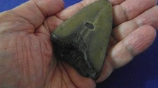 DENTE DI MEGALODONTE  -