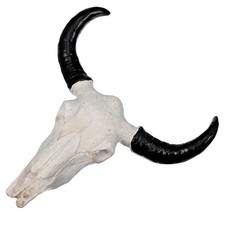  Teschio di mucca con lunghe