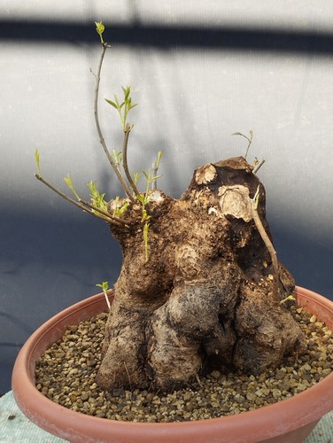 Bonsai olivastro 30x20cm - bonsai,
