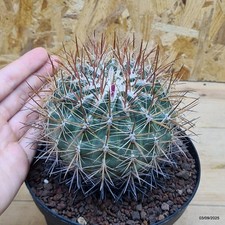 Ferocactus viridescens -
