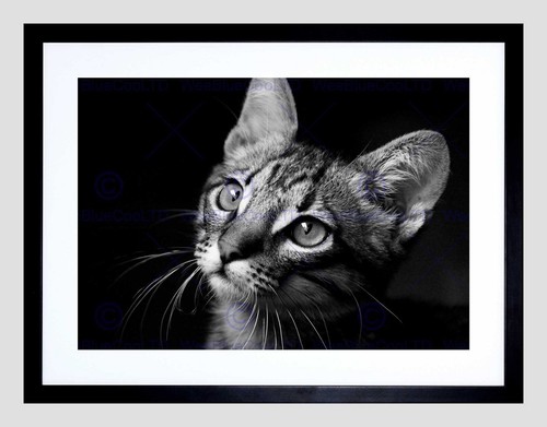86381 nature animal cat black - nature,