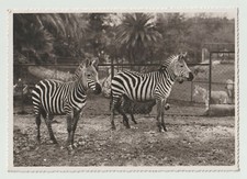 ROMA CARTOLINA GIARDINO