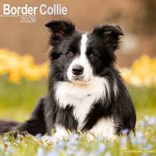 Calendario Border Collie 2026