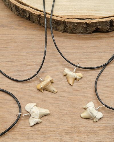 Broken otodus shark tooth - broken,