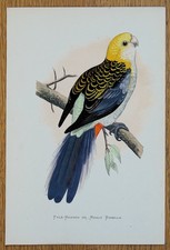 Antique Parrot Print PALE