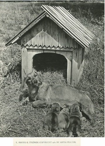 Foto vintage cane - vintage, un
