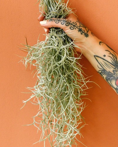 Tillndsia usneoides bold form