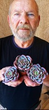 Echeveria Coreana ! New Hybrid