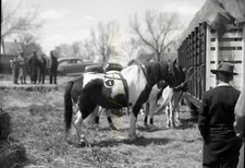 Bell Bros Circus - Liberty