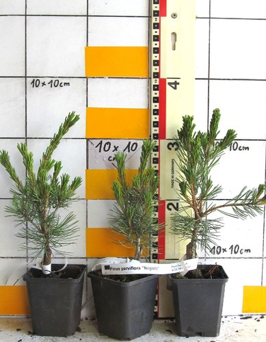 Pinus parviflora negishi - pinus, ---