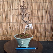 Bonsai di Carpino Turczaninovii h 35cm Visita il mio negozio!