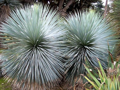 Yucca rigida stunning - yucca, blue
