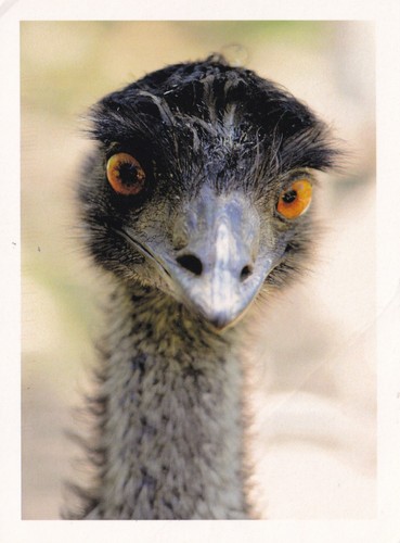 Emu close handwritten - close-up, (handwritten