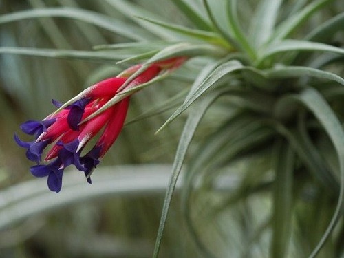 Tillandsia tillanzia pianta - tillandsia,