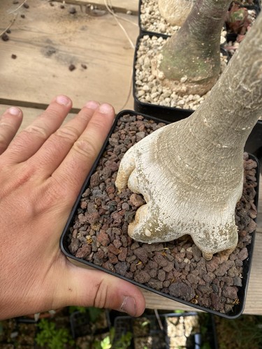Adenium socotranum - cm,