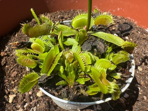 Dionaea muscipula red - muscipula,