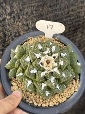13 cm Ariocarpus fis var