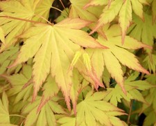 Acer palmatum cv 'Summer Gold' - Acero giapponese | Acero a ventaglio