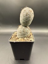 Tephrocactus alexanderi var