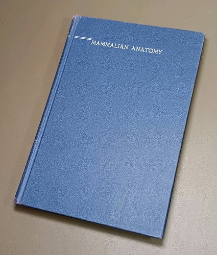 Vintage mammalian anatomy with - anatomy,