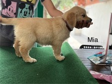 cuccioli di Golden Retriever 