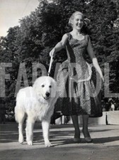 Foto vintage Animali, un pastore maremmano, stampa 21 x 15 cm