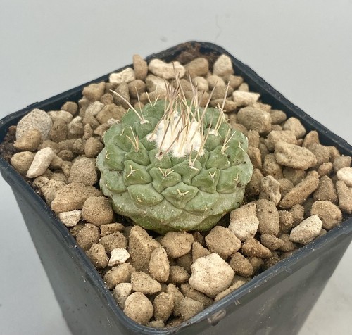 Strombocactus disciformis vaso - disciformis,