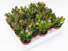 Crassula ovata minor pianta - crassula,