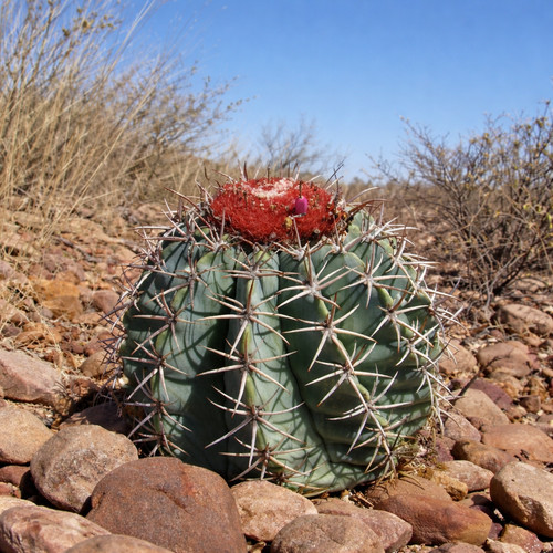 Melocactus hu515 seeds - melocactus,